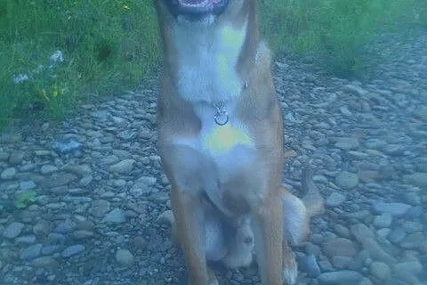 Borys-2 letni , piękny pies do adopcji_