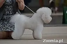 Bichon frise REPRODUKOR import Cypr- krycie