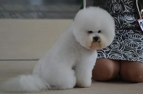 Bichon frise REPRODUKOR import Cypr- krycie