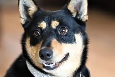 ZOJA - kochana, pro ludzka, wesoła sunia do adopcji,