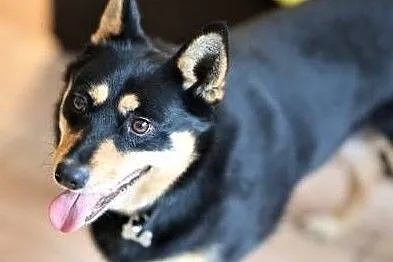 ZOJA - kochana, pro ludzka, wesoła sunia do adopcji,, Wielkopolskie, Poznań