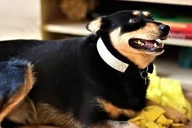 ZOJA - kochana, pro ludzka, wesoła sunia do adopcji,, Wielkopolskie, Poznań