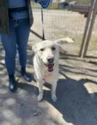 Rodzinny, inteligentny psiak szuka domu!  5-letni, wykastrowany chłopak szuka swojego miejsca na zie