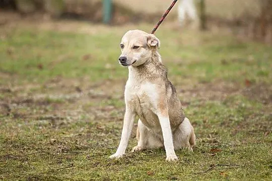 Młoda, kochana Alba, drobna suczka szuka domu