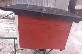 Buda dla psa