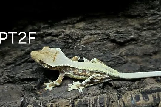 Gekon Orzesiony samica / Terrarium / Gekony