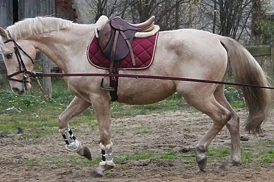Ogier po Uccello, aktualne RTG, , Kaźmierz