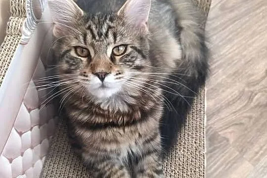 Kocurek Maine coon