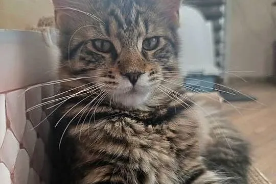Kocurek Maine coon, Lubelskie, Krasnystaw