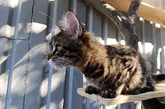 Kocurek Maine coon, Lubelskie, Krasnystaw