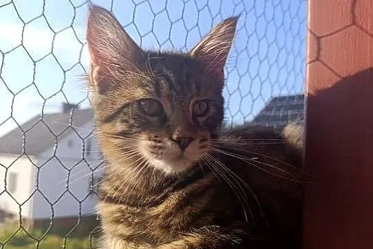 Kocurek Maine coon, Lubelskie, Krasnystaw