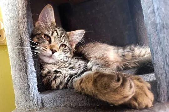Kocurek Maine coon, Lubelskie, Krasnystaw