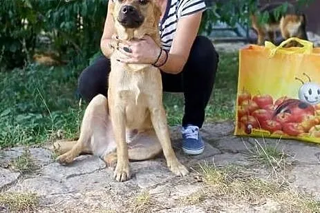 Anter i Agis, łagodni, roczni bracia szukają domów