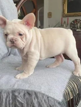 Piękny niebieski i biały pied francuski buldog szczenięta
