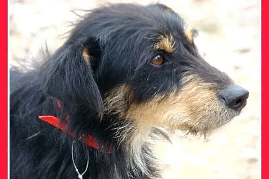 TERIK-dwuletni psiak w typie teriera, przyjazny,wesoły,waga 10 kg_Adopcja_