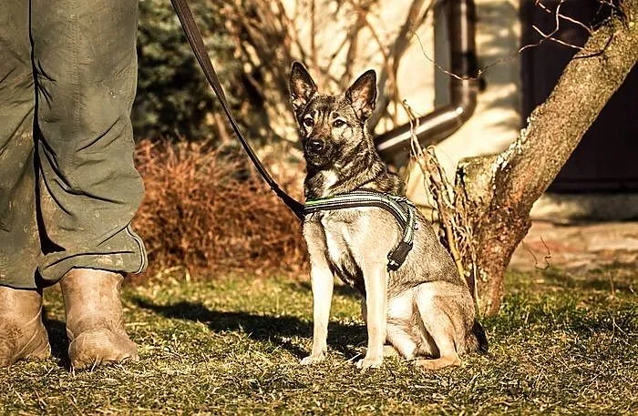 Młodziutka Mika - nie ma nawet roku :)