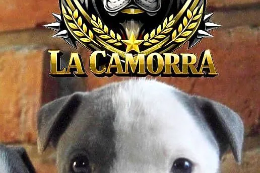 American Staffordshire Terrier Amstaff Samiec