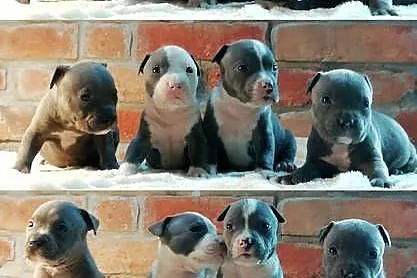 American Staffordshire Terrier Amstaff Samiec, Opolskie, Paczków