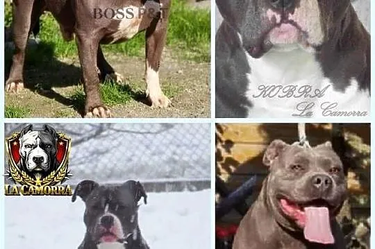 American Staffordshire Terrier Amstaff Samiec, Opolskie, Paczków