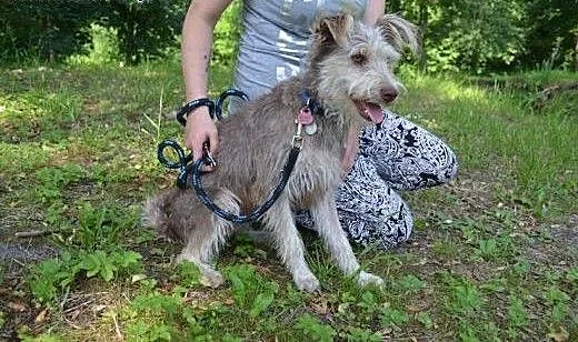 Piękny czekoladowy roczny terierek Scooby szuka do