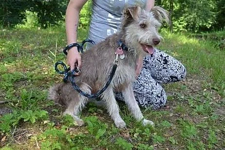 Piękny czekoladowy roczny terierek Scooby szuka do