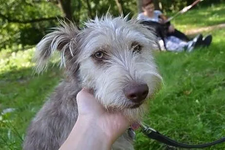 Piękny czekoladowy roczny terierek Scooby szuka do