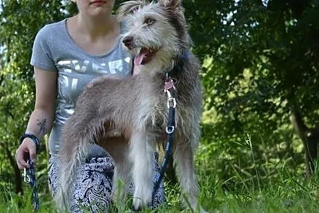 Piękny czekoladowy roczny terierek Scooby szuka do