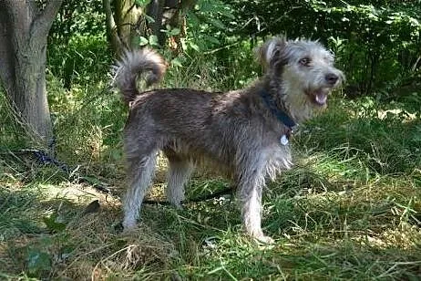 Piękny czekoladowy roczny terierek Scooby szuka do