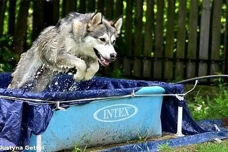 Alaska- psia dama szuka domu,  mazowieckie Warszaw