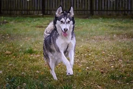 Alaska- psia dama szuka domu,  mazowieckie Warszaw