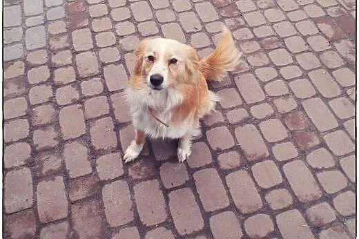 BINGO kudłate cudo do ADOPCJI!,  łódzkie Łódź