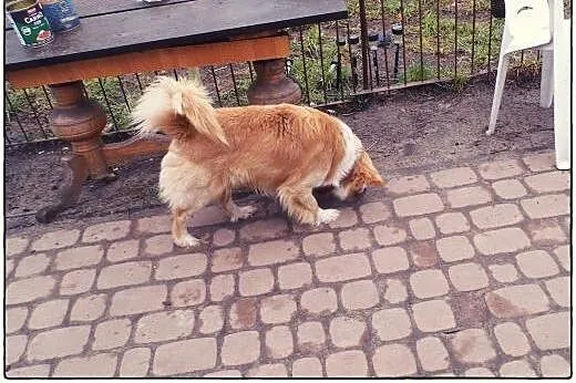 BINGO kudłate cudo do ADOPCJI!,  łódzkie Łódź