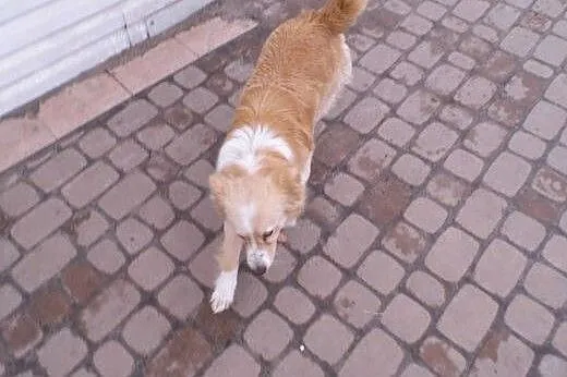 BINGO kudłate cudo do ADOPCJI!,  łódzkie Łódź