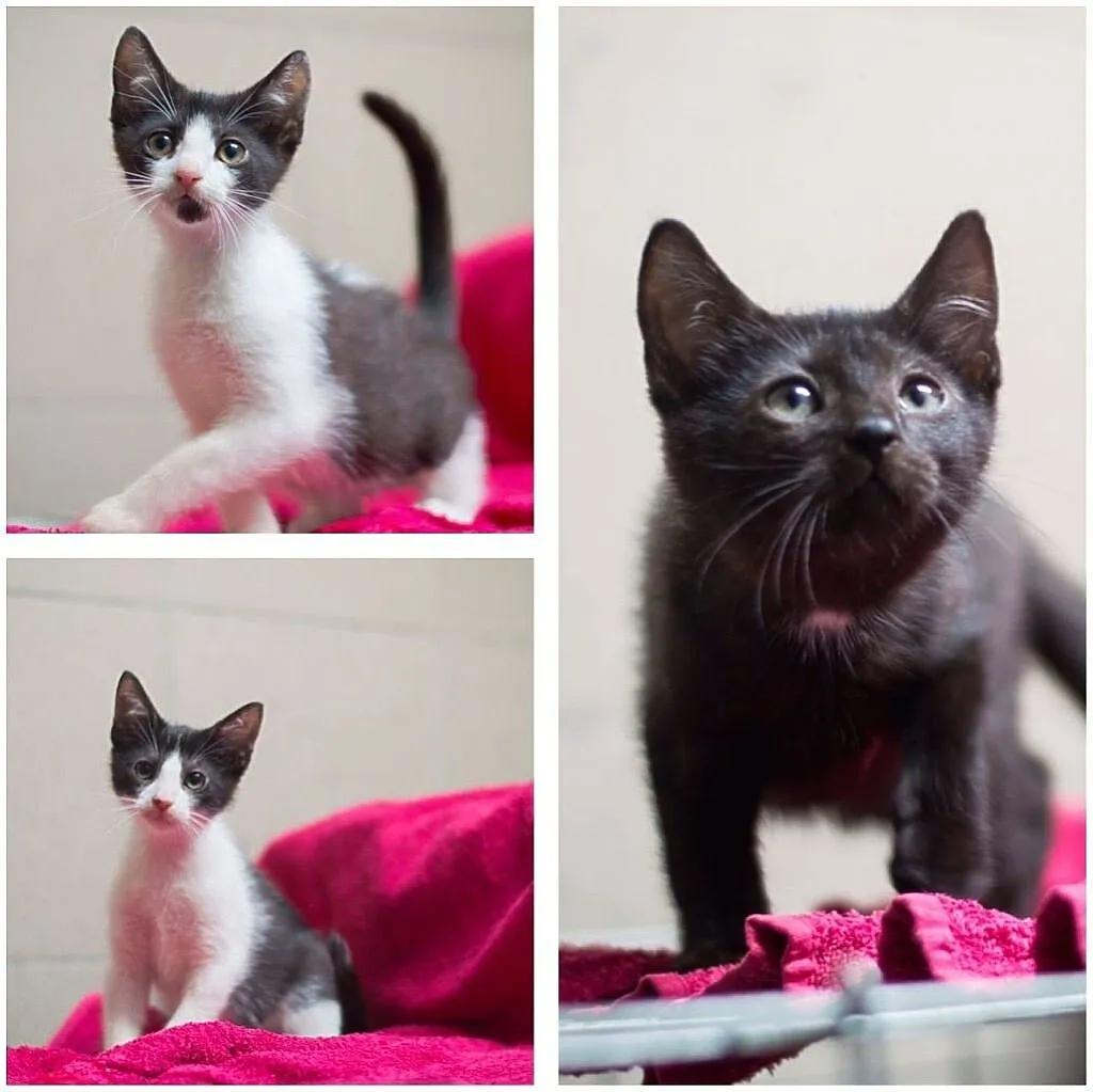 Riki, Tiki i Tik Tak do adopcji, Śląskie, Gliwice