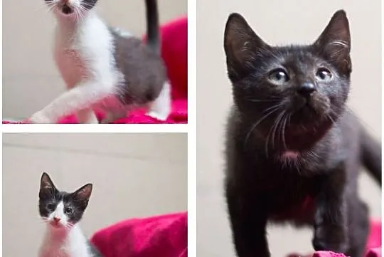 Riki, Tiki i Tik Tak do adopcji, Śląskie, Gliwice