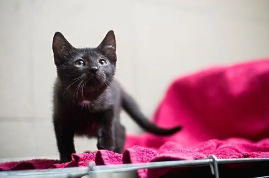 Riki, Tiki i Tik Tak do adopcji, Śląskie, Gliwice