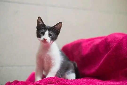 Riki, Tiki i Tik Tak do adopcji, Śląskie, Gliwice