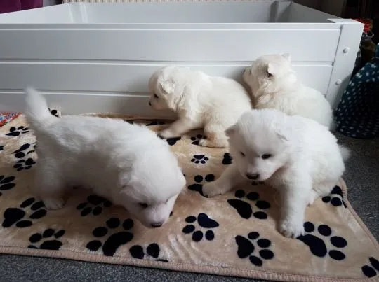 Szczeniaki samoyeda  Whatsapp +447506188115   Szczeniaki samoyeda, , leeds