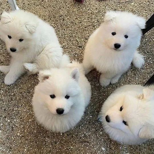 Szczeniaki samoyeda  Whatsapp +447506188115   Szczeniaki samoyeda, , leeds