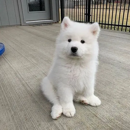 Szczeniaki samoyeda  Whatsapp +447506188115   Szczeniaki samoyeda