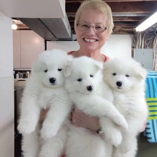 Szczeniaki samoyeda  Whatsapp +447506188115   Szczeniaki samoyeda, , leeds