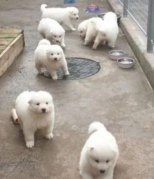 Szczeniaki samoyeda  Whatsapp +447506188115   Szczeniaki samoyeda, , leeds