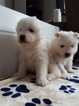 Szczeniaki samoyeda  Whatsapp +447506188115   Szczeniaki samoyeda, , leeds