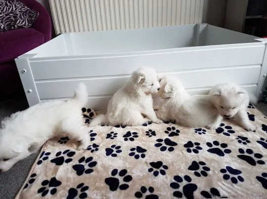 Szczeniaki samoyeda  Whatsapp +447506188115   Szczeniaki samoyeda, , leeds
