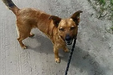 Piękna Żabcia szuka domu!,  mazowieckie Warszawa