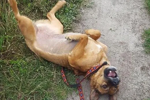 Piękna Żabcia szuka domu!,  mazowieckie Warszawa