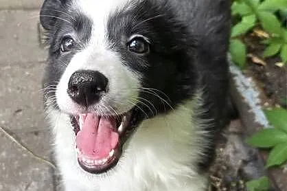 Piękna sunia Border Collie, Łódzkie, Łódź