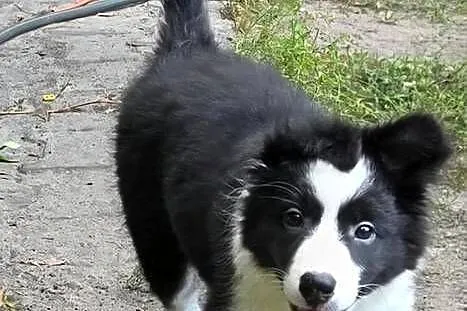 Piękna sunia Border Collie, Łódzkie, Łódź