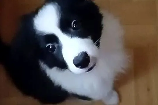 Piękna sunia Border Collie, Łódzkie, Łódź