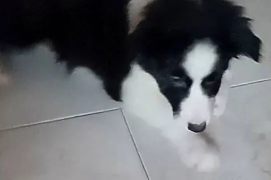 Piękna sunia Border Collie, Łódzkie, Łódź
